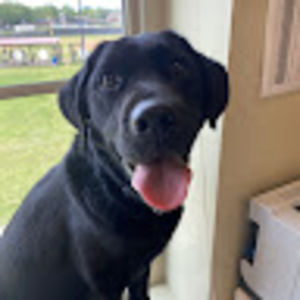 Meet your Posher, Violet